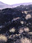 Lava Flows