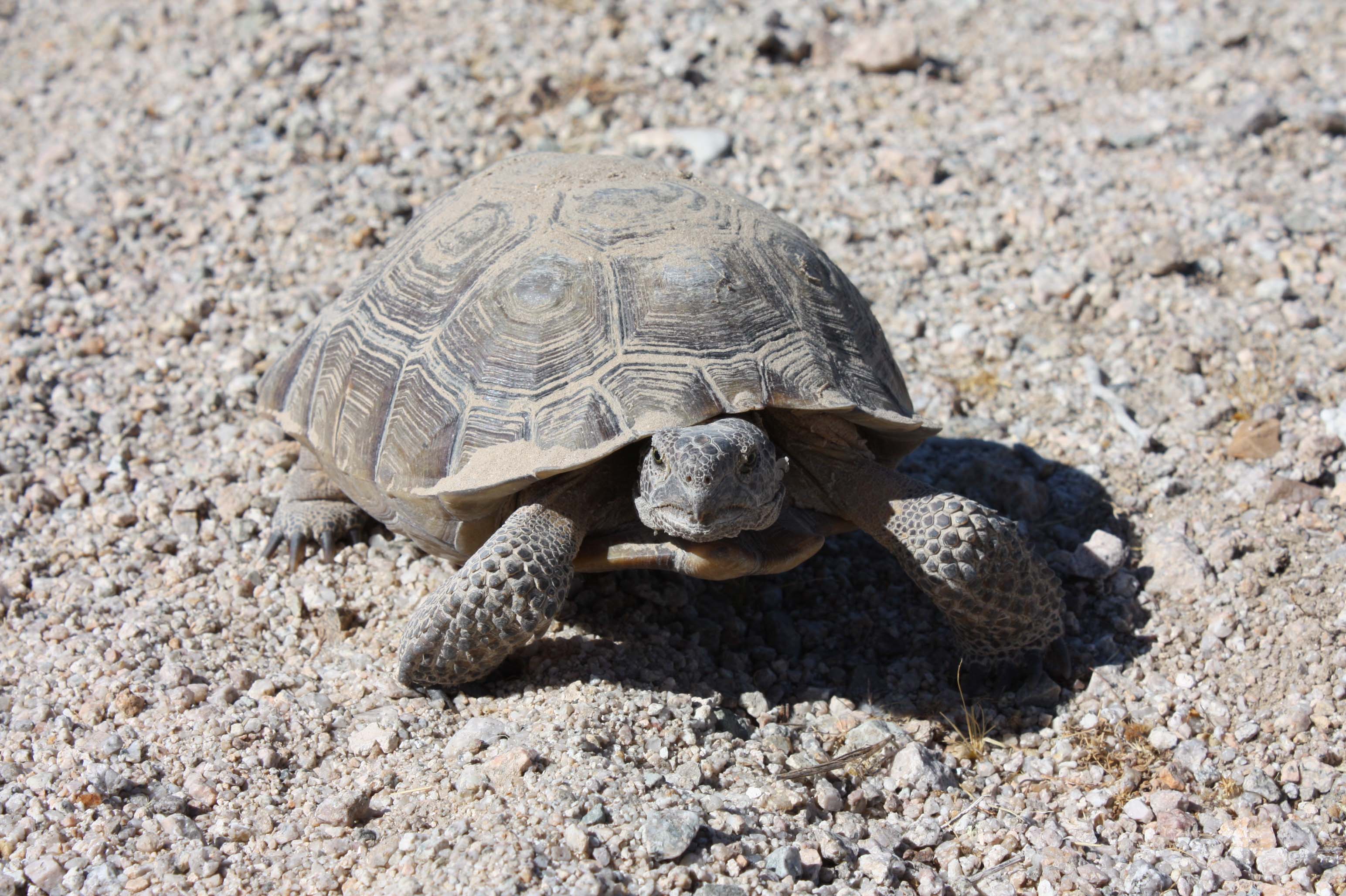 tortoise