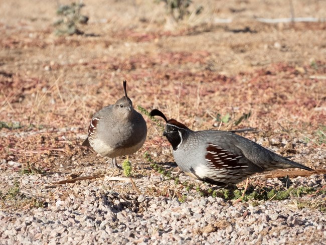 Male and female Gambel's quail