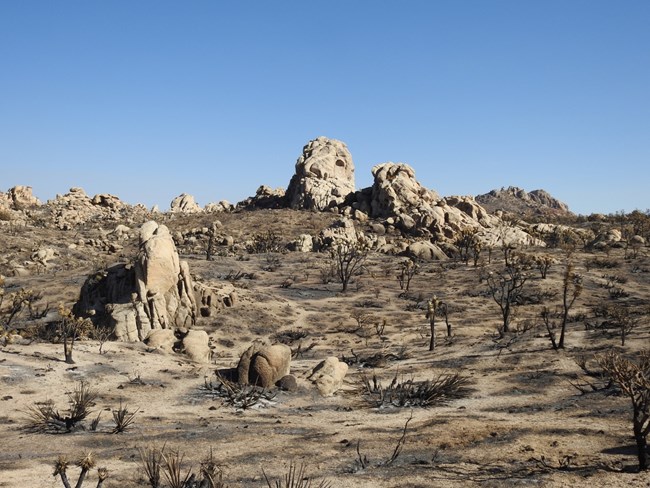 A granitic rock outcrop stands barren amongst a grove of Joshua tree skeletons
