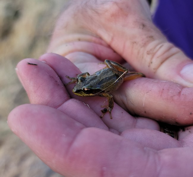 a treefrog in a person's hand