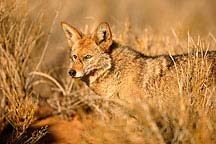 picture of coyote