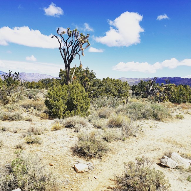Creosote scrub and joshua tree woodlands communities mixing together