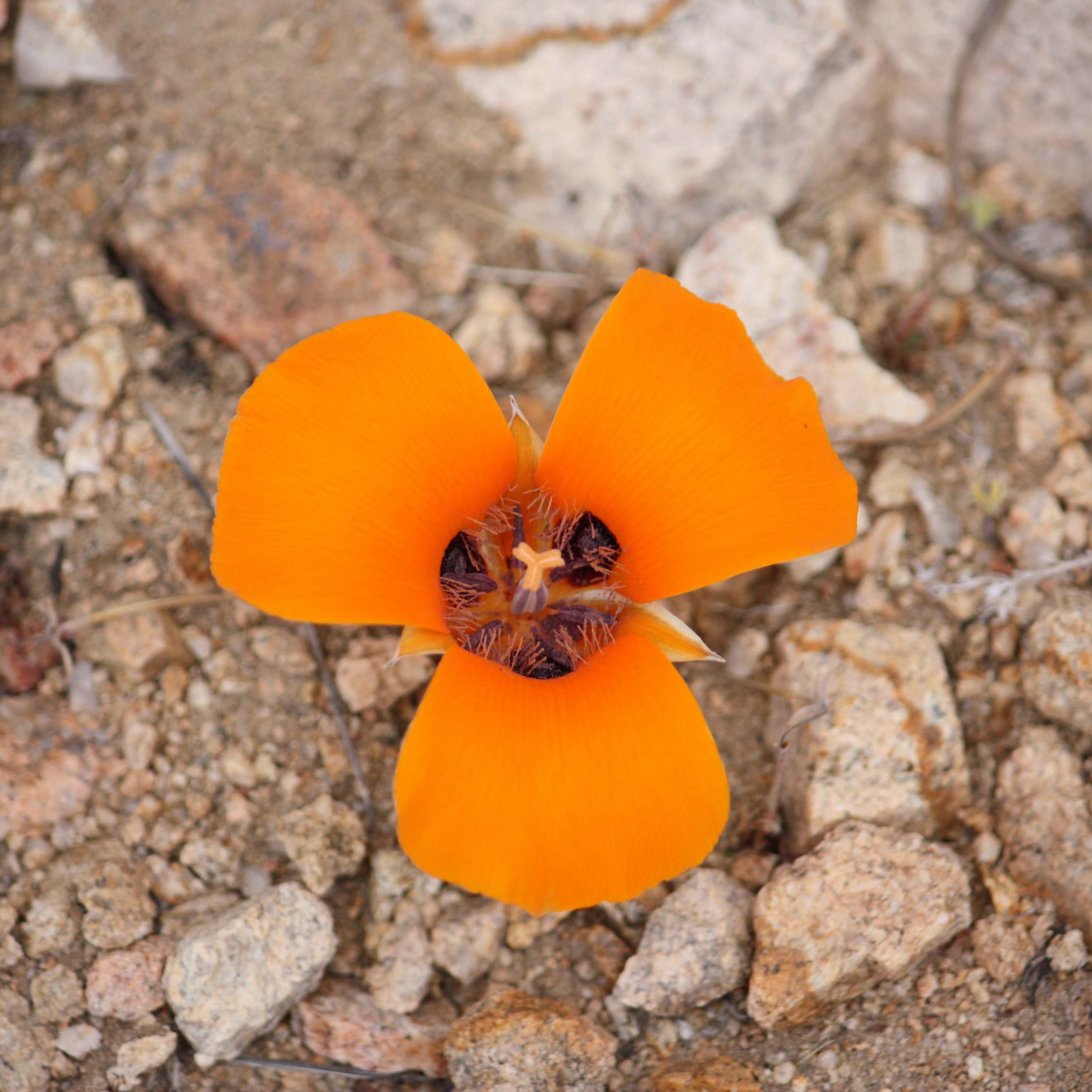 Mariposa Lily