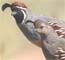 chukar