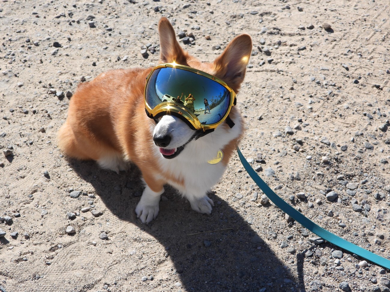 A Corgi dog wearing reflective goggles