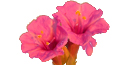 photo of 4 o'clock bloom