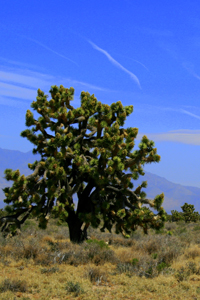 Joshua tree (Yucca brevifolia jaegeriana)