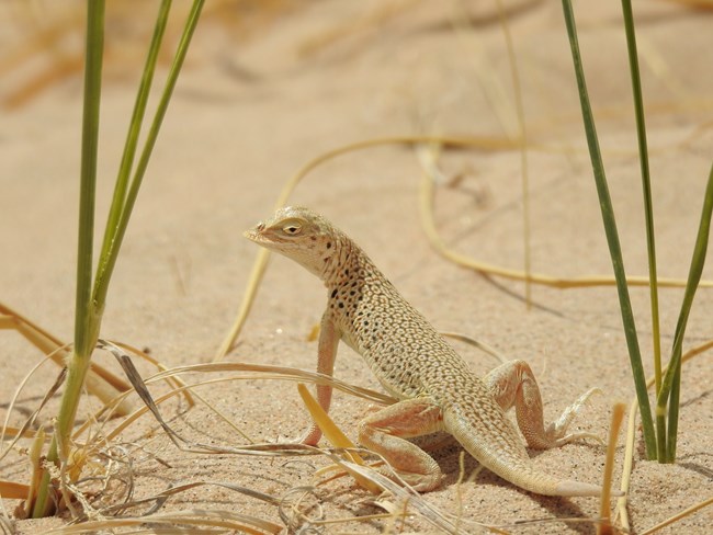 A lizard standing on the sand, with dunes grass surrounding it.