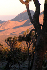 Ivanpah Mountains at Sunset.