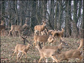 A herd of deer stand on the edge of a field