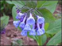 A cluster of Virginia bluebells