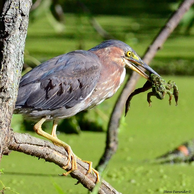 A green heron sits on a branch with a frog sticking out of its beak.