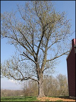 Tree at Worthington Farm