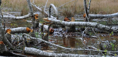 Trees felled by a Beaver in the Longmire Meadow.