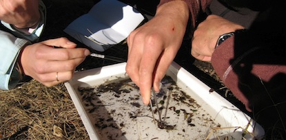 Students examining macro-invertebrates in a tray of water as part of a field investigation.