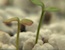 Seedlings from the greenhouse that will be used in revegetation efforts.