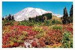 Mount Rainier from Paradise