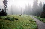 Paradise Meadows