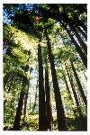 Silver Falls Trail