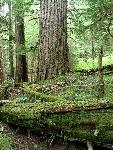 Lowland Forest