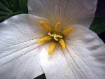 Trillium