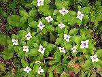Canadian Dogwood or Bunchberry