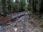 Scoured and Scarred Carbon River Road