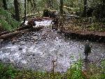 Ranger Assesses Damage