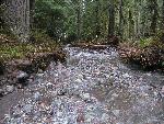 Carbon River Road Near Ipsut Creek