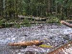 Ipsut Creek and Carbon River Road