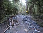 Carbon River Road Near Entrance to Park