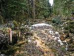 Carbon River Road Open to Hikers