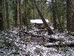 Ipsut Creek Cabin and Storm Debris