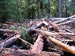 Log Jam at Ipsut Creek