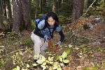 Trail Brushing