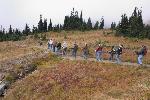 Revegetation