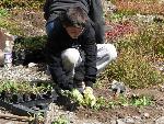 Revegetation
