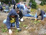 Revegetation