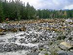 Flood Debris