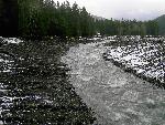 Longmire's Levees