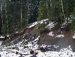 Riverbank Erosion along Nisqually Road