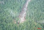 Aerial of forest: water & downed trees in clearing