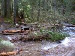 Campsite at Ohanapecosh