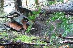 Damage at Ohanapecosh Campground