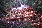 Logjam at Ohanapecosh