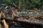 Picnic Table in Logjam