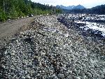 Nisqually Levee