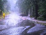 Tahoma Creek Flowing Along Westside Road