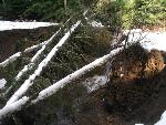 Westside Road at Tahoma Creek Trailhead